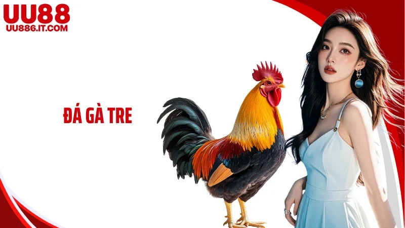 Đá Gà Tre Tại UU88 - Nhịp Đấu Nhanh Mang Lại Sức Hút Khác Biệt